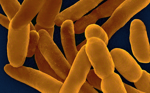 Bacterias comen petróleo.png